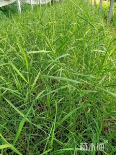 高度40厘米芦苇