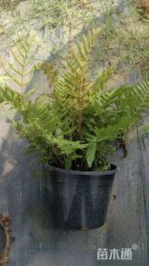 高度60厘米彩虹蕨