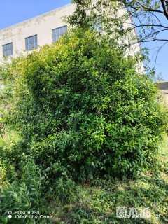 冠幅400厘米红叶石楠球