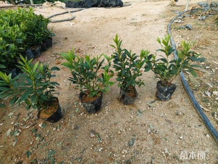 高度25厘米毛鹃