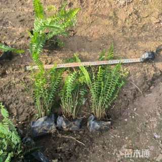 高度30厘米肾蕨