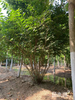 高度150厘米丛生金银木