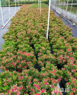 高度20厘米虎刺梅