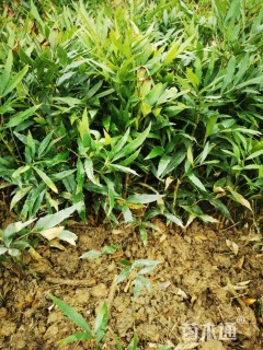 高度30厘米十大功劳