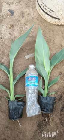 高度20厘米水生美人蕉