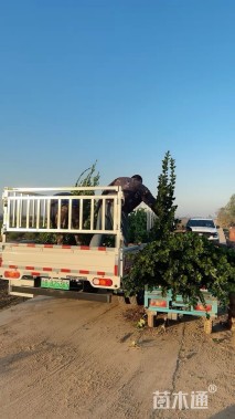 高度180厘米北海道黄杨