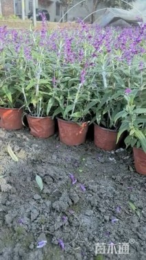 高度30厘米鼠尾草