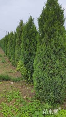 高度200厘米塔桧