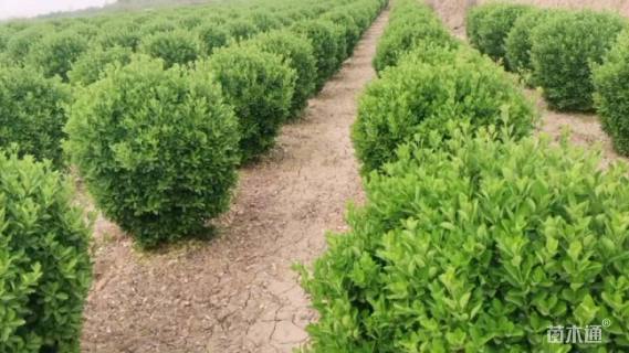 冠幅100厘米大叶黄杨球