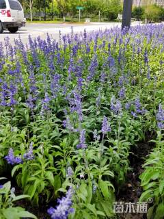 高度20厘米蓝霸鼠尾草