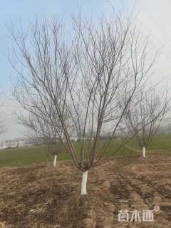 12公分红叶碧桃