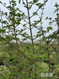 高度200厘米木绣球