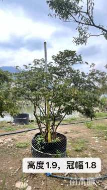 高度150厘米映山红