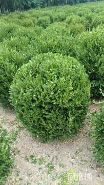 冠幅80厘米小叶女贞球