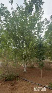 高度600厘米(8杆)丛生白蜡