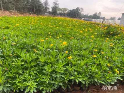 高度25厘米木春菊