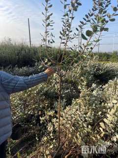 高度160厘米菲油果