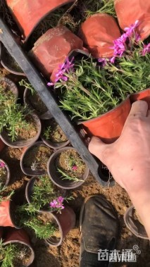 高度15厘米宿根福禄考