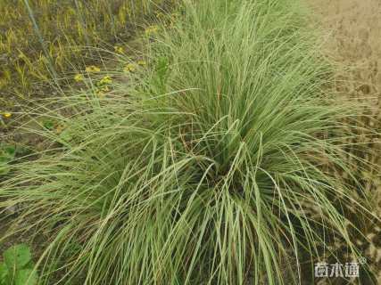 高度90厘米花叶蒲苇