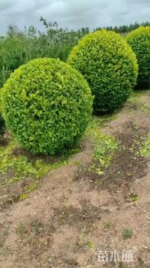 冠幅200厘米金叶女贞球