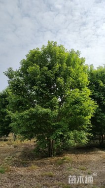 高度400厘米丛生美国红枫