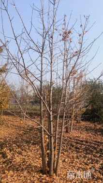 50公分(4杆)丛生银杏