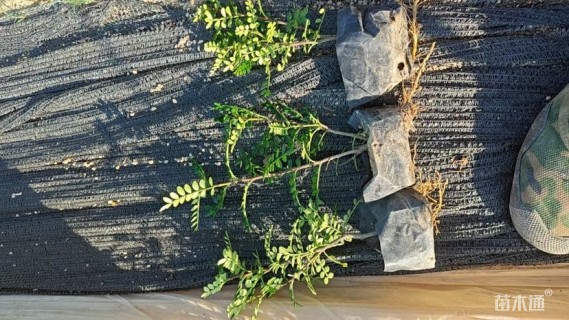 高度20厘米胡椒木