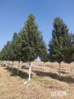 10公分彩叶豆梨