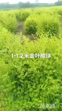 3公分金叶榆