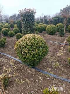 冠幅100厘米洒金柏球