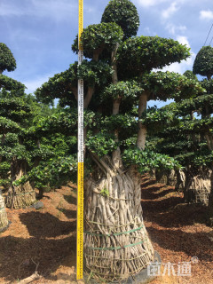 70公分造型小叶榕
