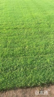 草块状早熟禾草