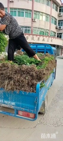 高度40厘米小叶女贞小苗