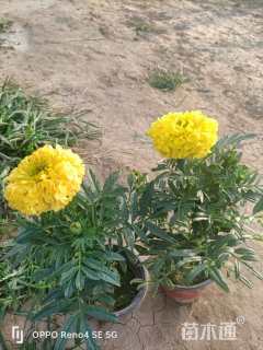 高度15厘米万寿菊