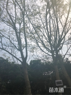 23公分蓝花楹