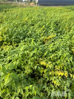 高度50厘米棣棠