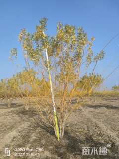高度400厘米丛生金枝槐