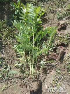 高度60厘米珍珠梅