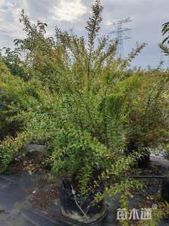 高度150厘米喷雪花