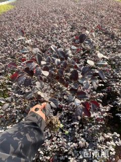 高度50厘米红花继木毛球