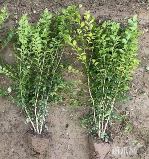 高度40厘米金叶女贞