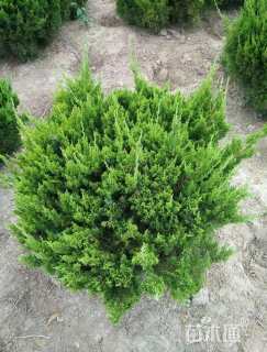 冠幅50厘米龙柏球