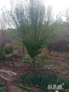 高度250厘米木槿