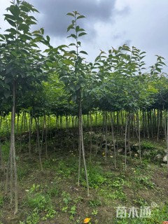 1.5公分福建山樱花