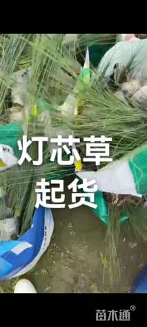 高度80厘米灯心草