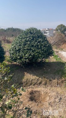 冠幅200厘米无刺枸骨球