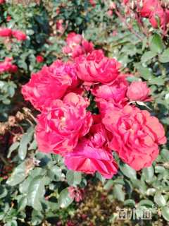 高度100厘米棒棒糖月季