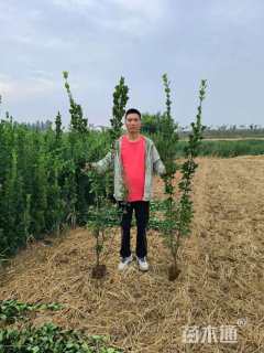 高度20厘米欧石竹