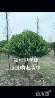 6公分高杆卫矛球