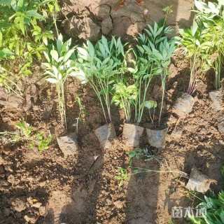 高度35厘米芍药